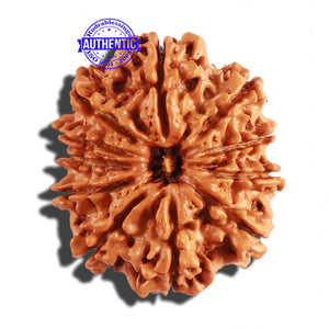 11 Mukhi Nepalese Rudraksha - Bead No. 237