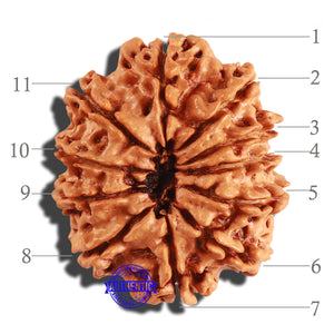 11 Mukhi Nepalese Rudraksha - Bead No. 237