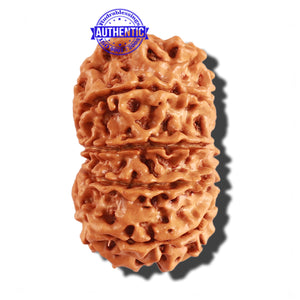 11 Mukhi Nepalese Rudraksha - Bead No. 237