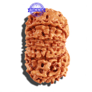 11 Mukhi Nepalese Rudraksha - Bead No. 237