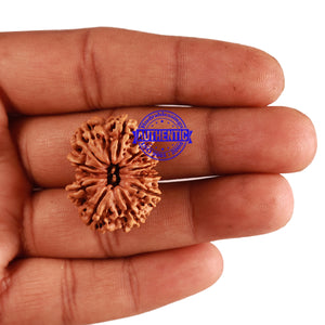 11 Mukhi Nepalese Rudraksha - Bead No. 245