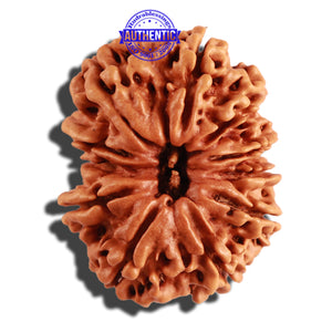 11 Mukhi Nepalese Rudraksha - Bead No. 245