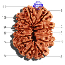 Load image into Gallery viewer, 11 Mukhi Nepalese Rudraksha - Bead No. 245
