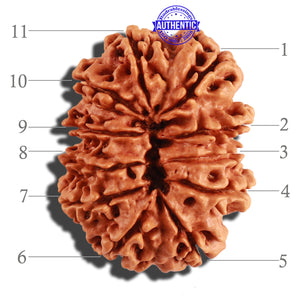 11 Mukhi Nepalese Rudraksha - Bead No. 245