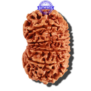 11 Mukhi Nepalese Rudraksha - Bead No. 245