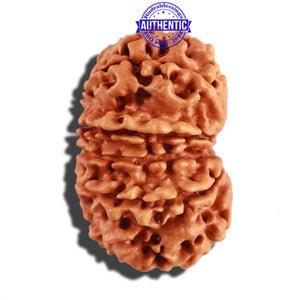 11 Mukhi Nepalese Rudraksha - Bead No. 245