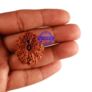 11 Mukhi Nepalese Rudraksha - Bead No. 247