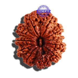 11 Mukhi Nepalese Rudraksha - Bead No. 247