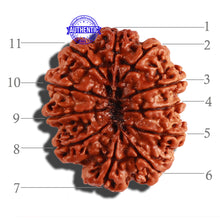 Load image into Gallery viewer, 11 Mukhi Nepalese Rudraksha - Bead No. 247
