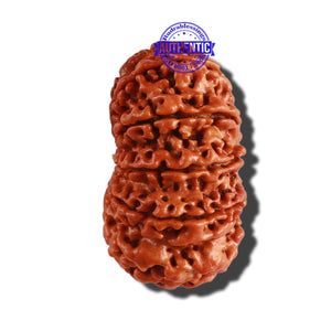 11 Mukhi Nepalese Rudraksha - Bead No. 247