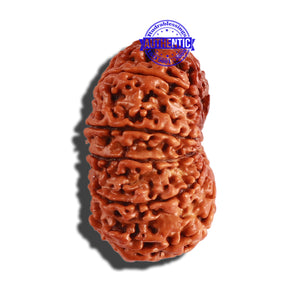 11 Mukhi Nepalese Rudraksha - Bead No. 247