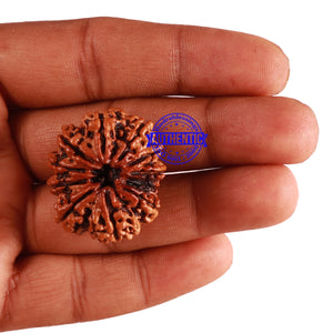 11 Mukhi Nepalese Rudraksha - Bead No. 248