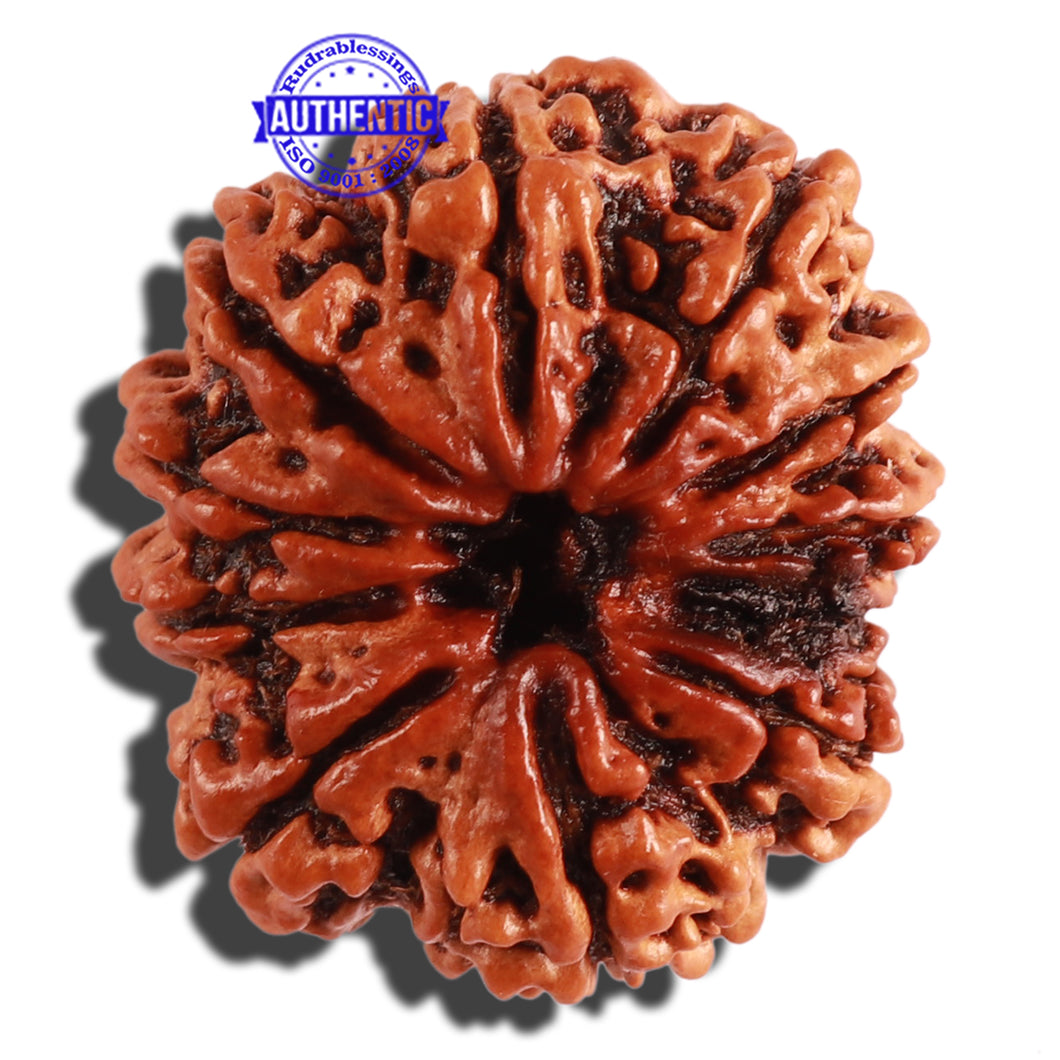 11 Mukhi Nepalese Rudraksha - Bead No. 248