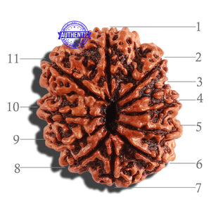 11 Mukhi Nepalese Rudraksha - Bead No. 248