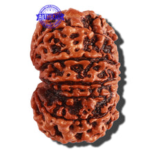 Load image into Gallery viewer, 11 Mukhi Nepalese Rudraksha - Bead No. 248
