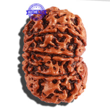 Load image into Gallery viewer, 11 Mukhi Nepalese Rudraksha - Bead No. 248
