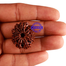 Load image into Gallery viewer, 11 Mukhi Nepalese Rudraksha - Bead No. 250
