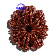 Load image into Gallery viewer, 11 Mukhi Nepalese Rudraksha - Bead No. 250
