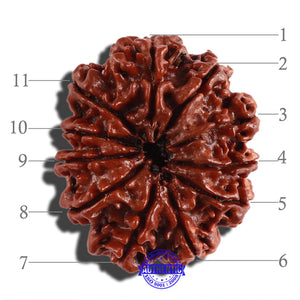 11 Mukhi Nepalese Rudraksha - Bead No. 250