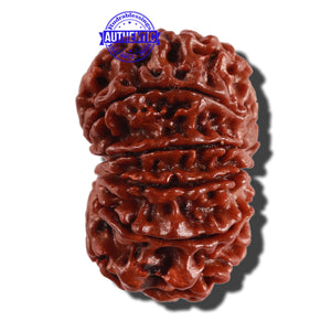 11 Mukhi Nepalese Rudraksha - Bead No. 250