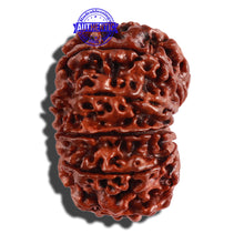 Load image into Gallery viewer, 11 Mukhi Nepalese Rudraksha - Bead No. 250
