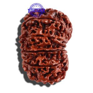 11 Mukhi Nepalese Rudraksha - Bead No. 250