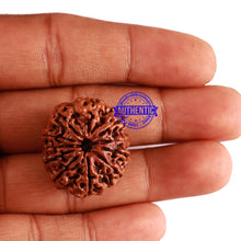 Load image into Gallery viewer, 11 Mukhi Nepalese Rudraksha - Bead No. 251
