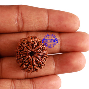 11 Mukhi Nepalese Rudraksha - Bead No. 251