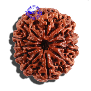 11 Mukhi Nepalese Rudraksha - Bead No. 251