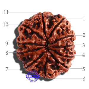 11 Mukhi Nepalese Rudraksha - Bead No. 251