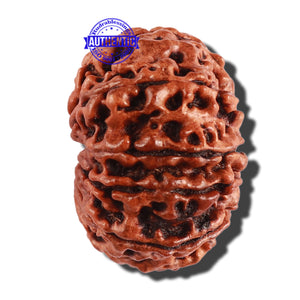 11 Mukhi Nepalese Rudraksha - Bead No. 251