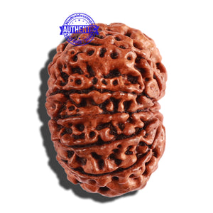 11 Mukhi Nepalese Rudraksha - Bead No. 251