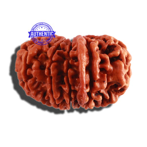 11 Mukhi Nepalese Ganesha Rudraksha - Bead No. 279