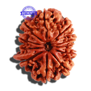 11 Mukhi Nepalese Ganesha Rudraksha - Bead No. 279