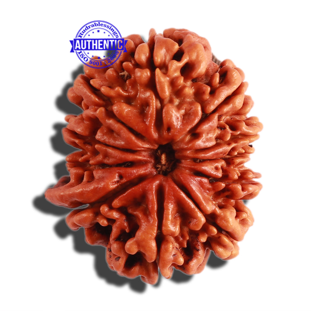 11 Mukhi Nepalese Ganesha Rudraksha - Bead No. 279