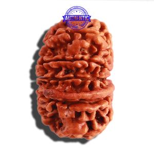 11 Mukhi Nepalese Ganesha Rudraksha - Bead No. 279