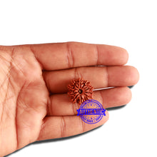 Load image into Gallery viewer, 11 Mukhi Nepalese Rudraksha - Bead No. 301
