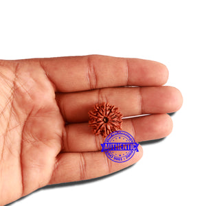 11 Mukhi Nepalese Rudraksha - Bead No. 301