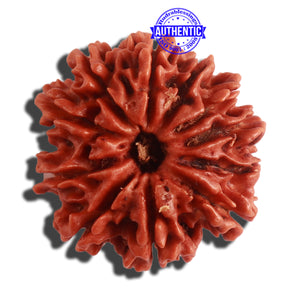 11 Mukhi Nepalese Rudraksha - Bead No. 301