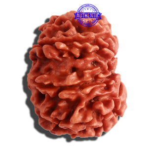 11 Mukhi Nepalese Rudraksha - Bead No. 301