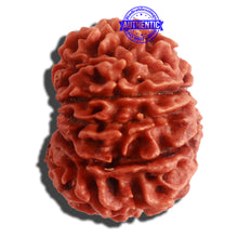 Load image into Gallery viewer, 11 Mukhi Nepalese Rudraksha - Bead No. 301
