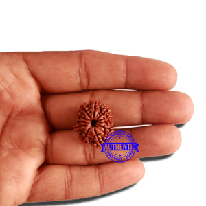 11 Mukhi Nepalese Rudraksha - Bead No. 302