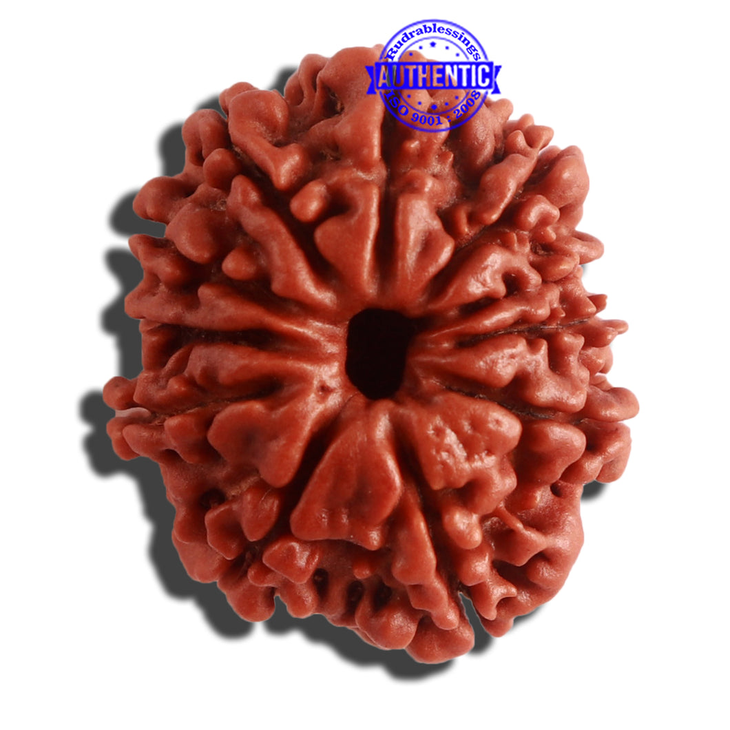 11 Mukhi Nepalese Rudraksha - Bead No. 302