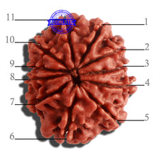 Load image into Gallery viewer, 11 Mukhi Nepalese Rudraksha - Bead No. 302
