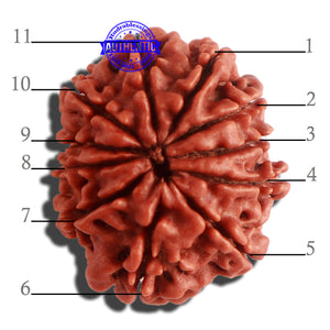 11 Mukhi Nepalese Rudraksha - Bead No. 302