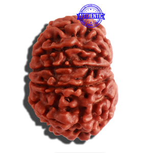 11 Mukhi Nepalese Rudraksha - Bead No. 302