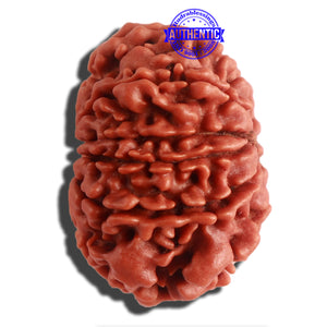 11 Mukhi Nepalese Rudraksha - Bead No. 302