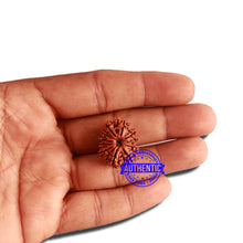 Load image into Gallery viewer, 11 Mukhi Nepalese Rudraksha - Bead No. 305
