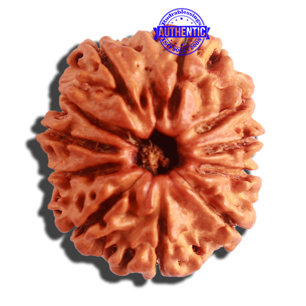 11 Mukhi Nepalese Rudraksha - Bead No. 305