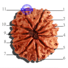 Load image into Gallery viewer, 11 Mukhi Nepalese Rudraksha - Bead No. 305
